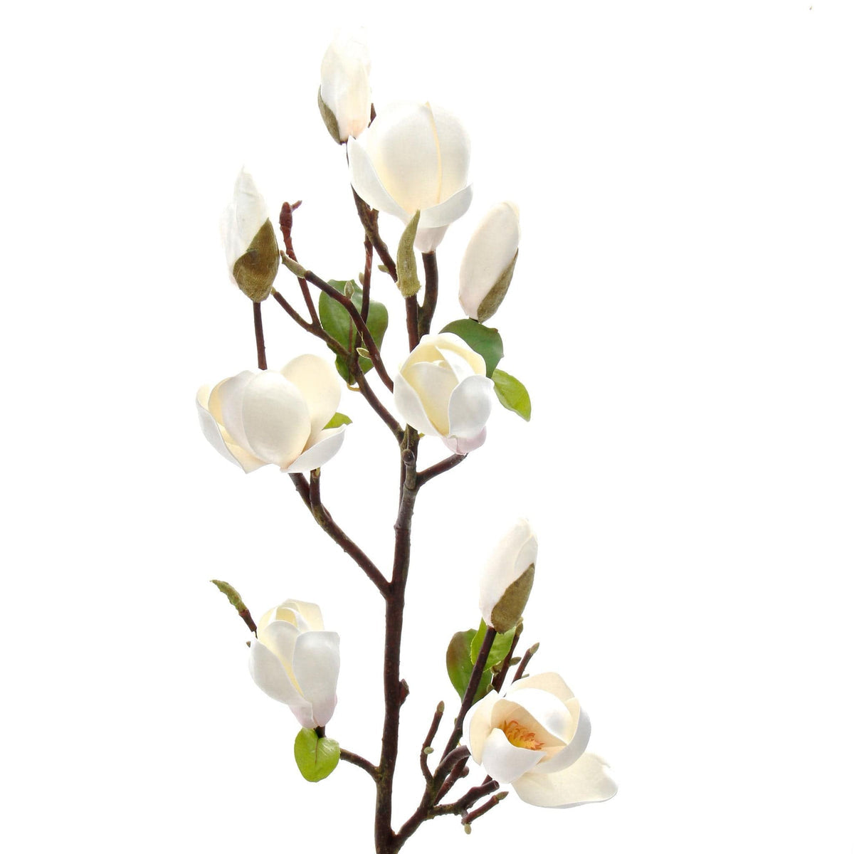 WHITE TALL MAGNOLIA BRANCH per stem